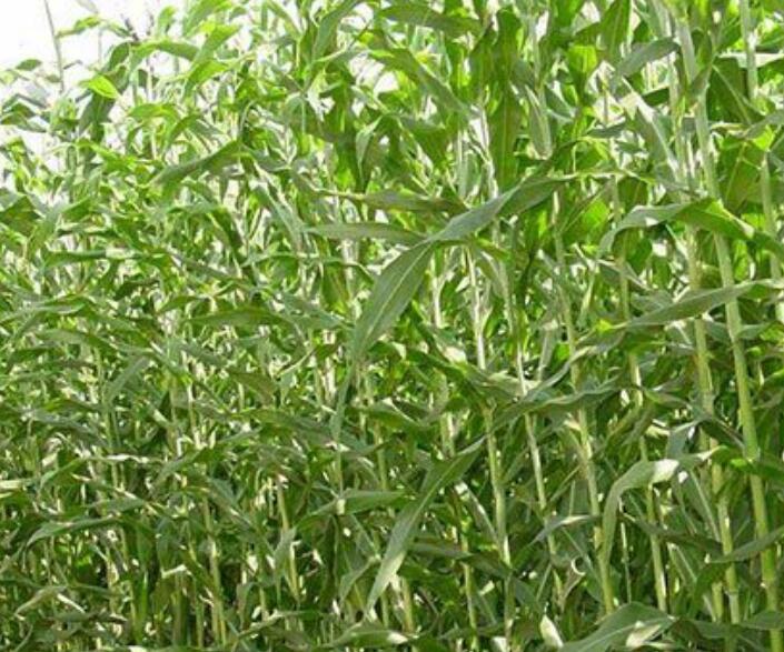 1639028414698682.jpg 1639028414698682.jpg