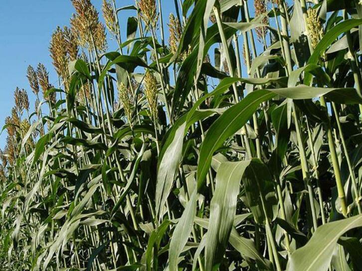 1639028429920991.jpg 1639028429920991.jpg