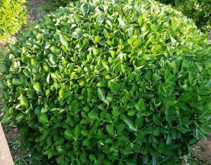 1639236112116438.jpg 1639236112116438.jpg