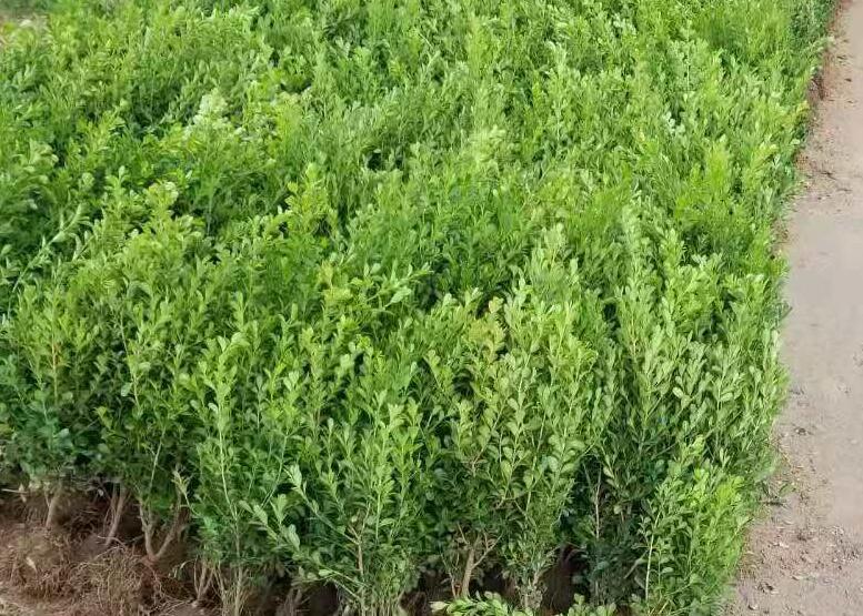 1639236126588632.jpg 1639236126588632.jpg