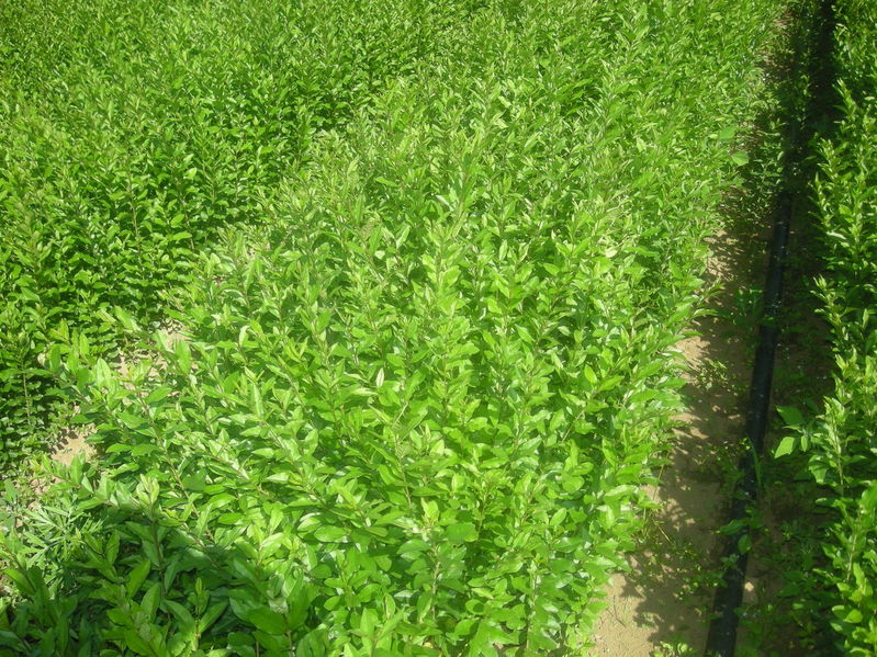 1639823969743838.jpg 1639823969743838.jpg