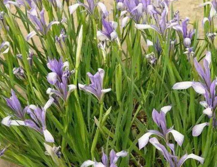 1639875509426428.jpg 1639875509426428.jpg