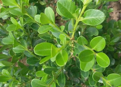 1640071577522053.jpg 1640071577522053.jpg