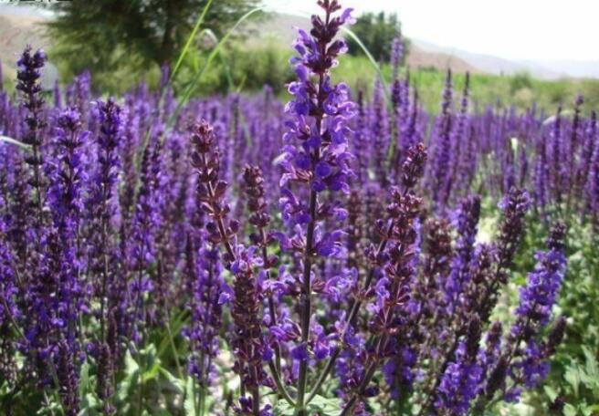 1640088430543976.jpg 1640088430543976.jpg