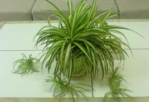 1640172057963392.jpg 1640172057963392.jpg