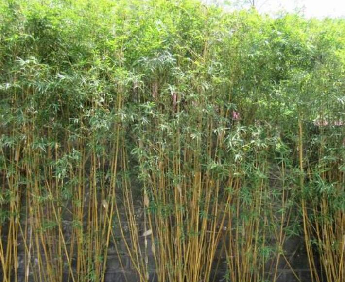 1640275156772179.jpg 1640275156772179.jpg