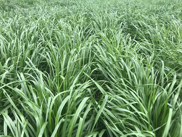 多倍體黑麥草種子