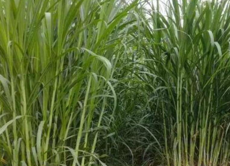 1641794708145089.jpg 1641794708145089.jpg