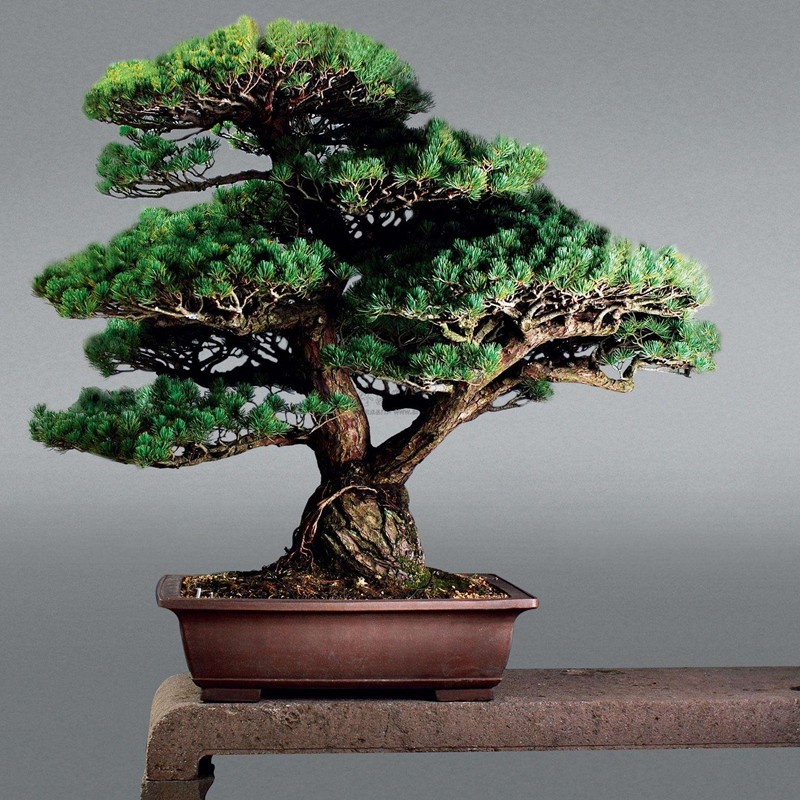 黃金大板松 黃金大板松