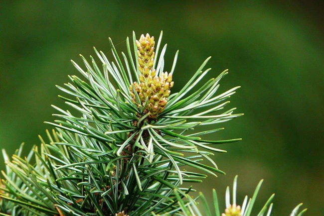 瑞光五針?biāo)?/></p><p style=