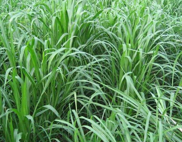 1641910286378704.jpg 1641910286378704.jpg