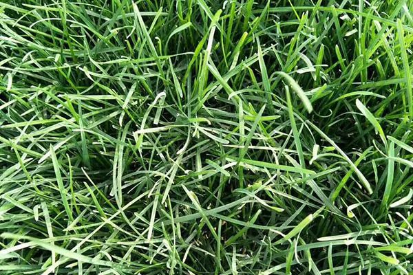 早熟禾優美 早熟禾優美