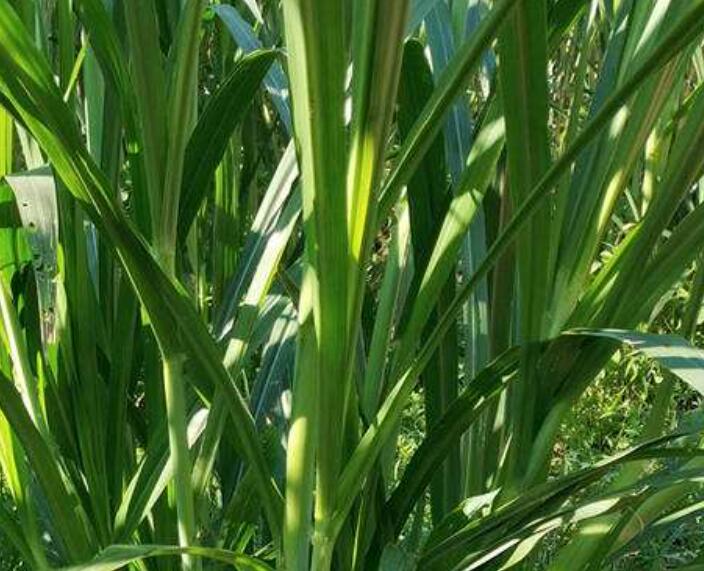 1641999456330880.jpg 1641999456330880.jpg