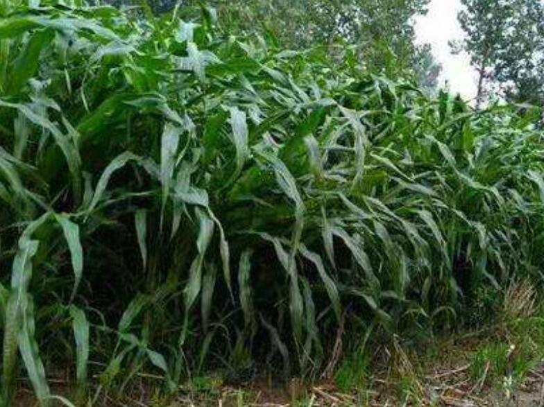 1642581884567816.jpg 1642581884567816.jpg