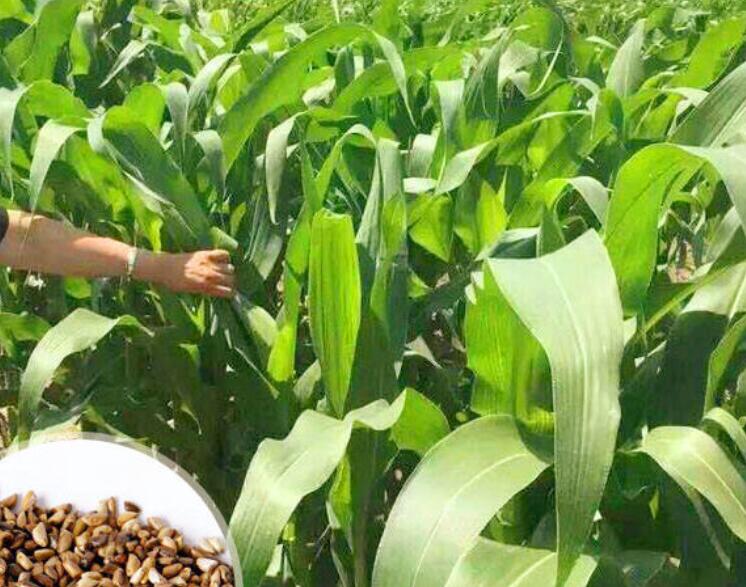 1642581894673287.jpg 1642581894673287.jpg