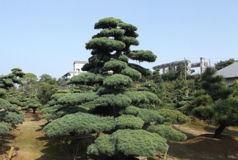 1643974412587601.jpg 1643974412587601.jpg