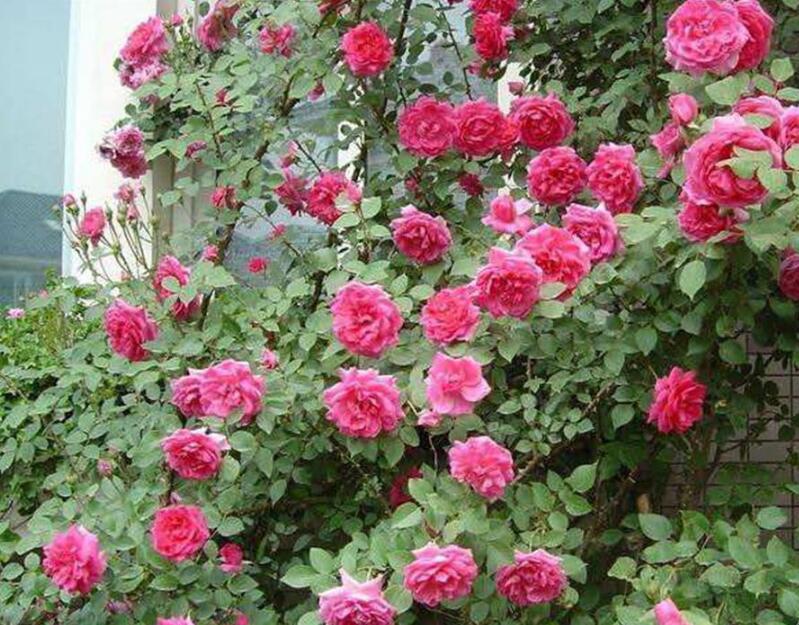 1644076356380432.jpg 1644076356380432.jpg