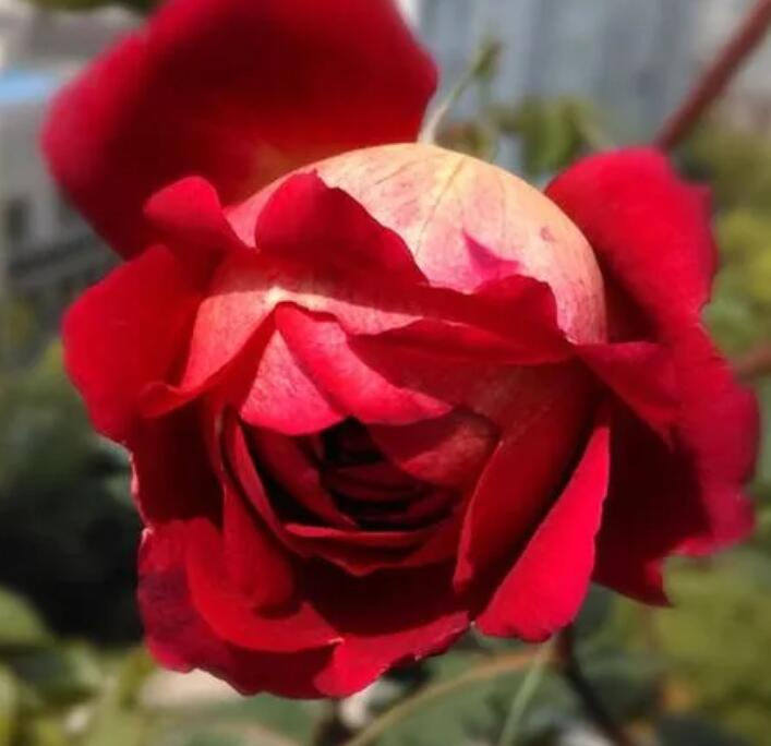 1644124600328463.jpg 1644124600328463.jpg