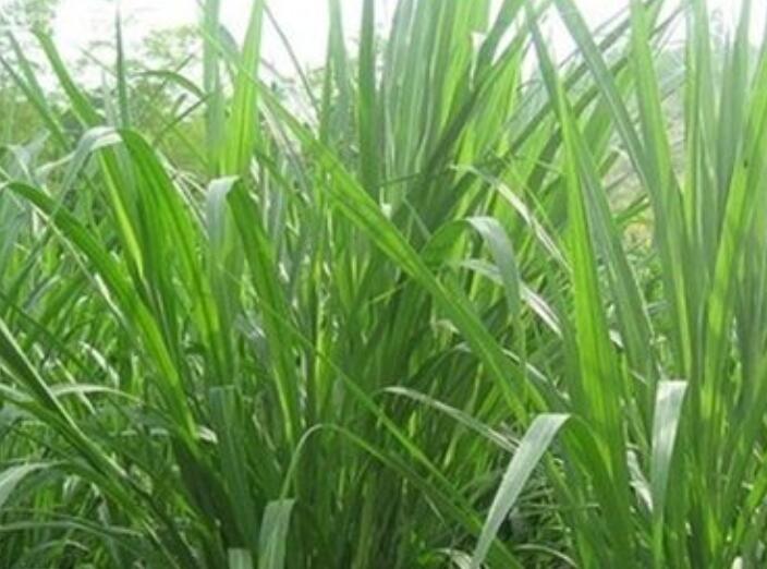 1644652546415042.jpg 1.jpg