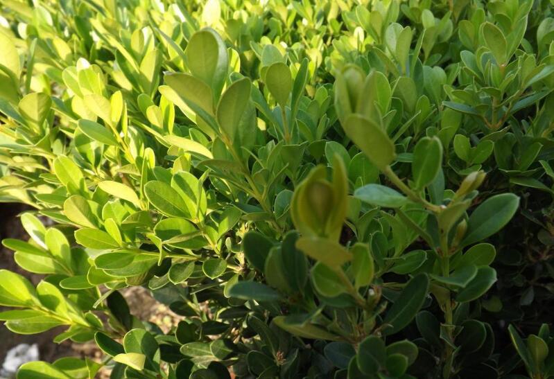 1644730778298879.jpg 1644730778298879.jpg