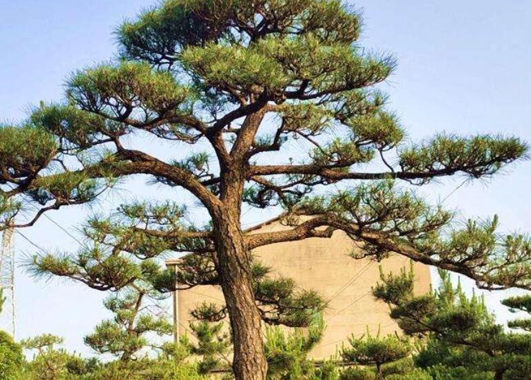 1644757740612773.jpg 黑1111111.jpg