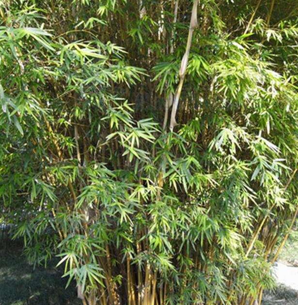 1644901511476311.jpg 鳳尾竹3.jpg