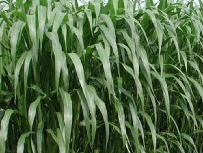 1646191237883974.jpg 1.jpg