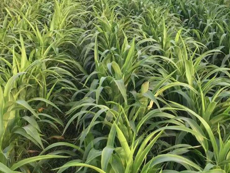 1646394057147094.jpg 2.jpg