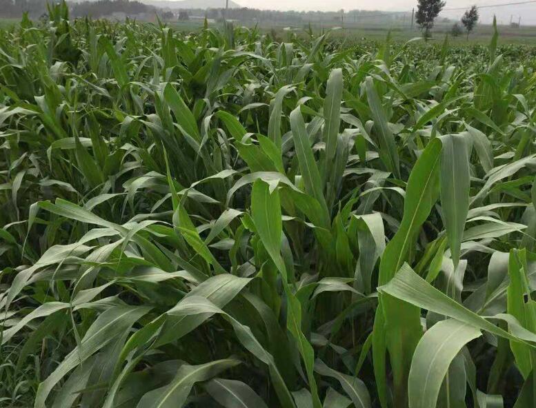 1646394064186533.jpg 3.jpg