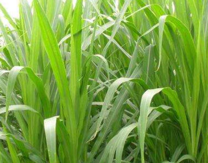 1646446968712061.jpg 2.jpg