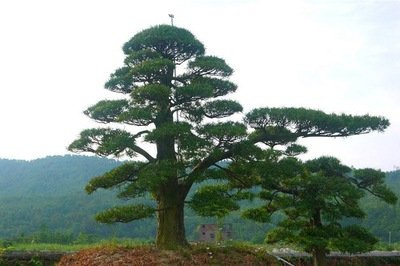 1646745016402825.jpg 1646745016402825.jpg