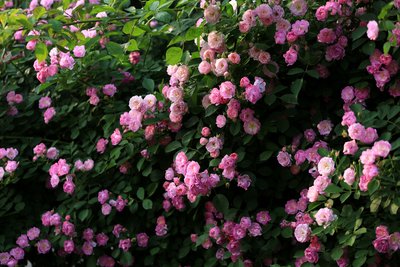 1646810097844774.jpg 1646810097844774.jpg