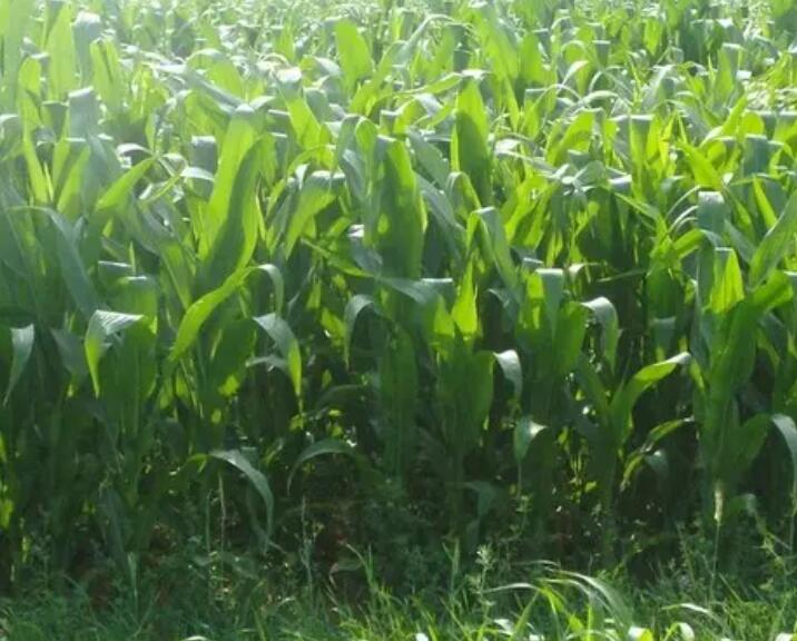 1647097264920804.jpg 2.jpg