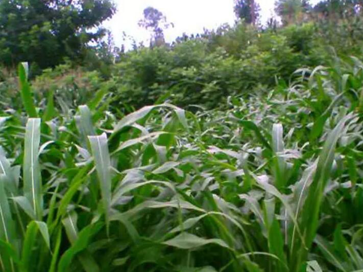 1647097274815283.jpg 3.jpg