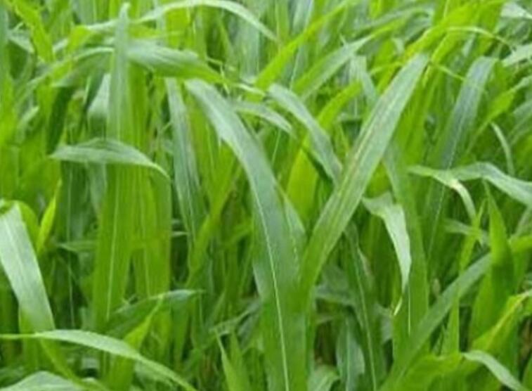 1647182364542195.jpg 1647182364542195.jpg