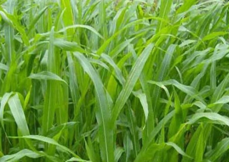 1647700410953726.jpg 1.jpg