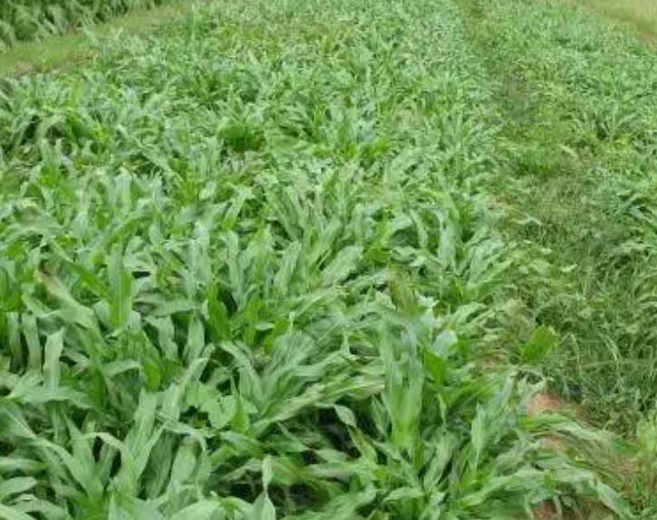 1647776478118980.jpg 1.jpg