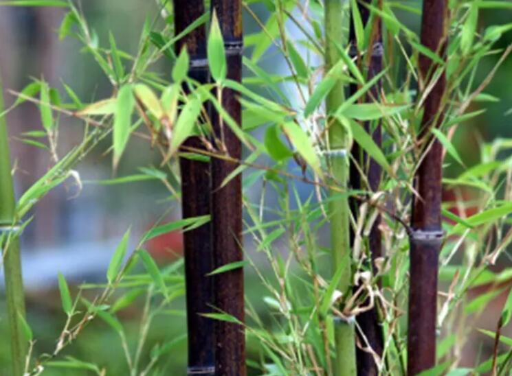 1647856227443798.jpg 2.jpg