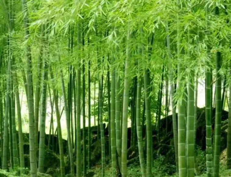 1647859488196217.jpg 1647859488196217.jpg