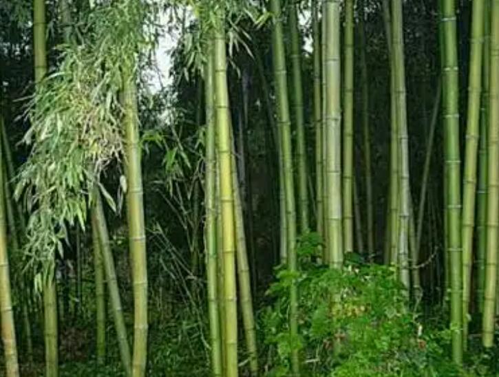 1647859512546390.jpg 1647859512546390.jpg