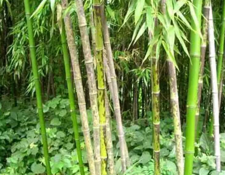 1647870298860340.jpg 1647870298860340.jpg