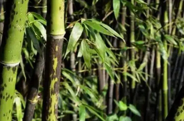 1647870307159195.jpg 1647870307159195.jpg