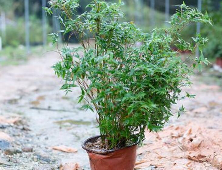 1647935181559380.jpg 1647935181559380.jpg