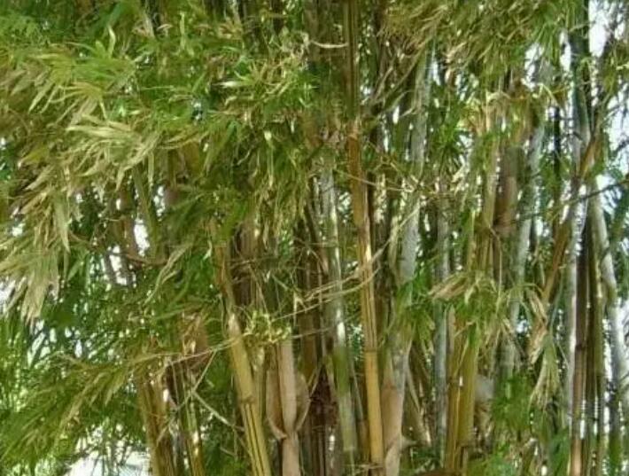 1647935194272037.jpg 1647935194272037.jpg