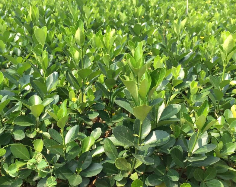 1648181124810081.jpg 1648181124810081.jpg