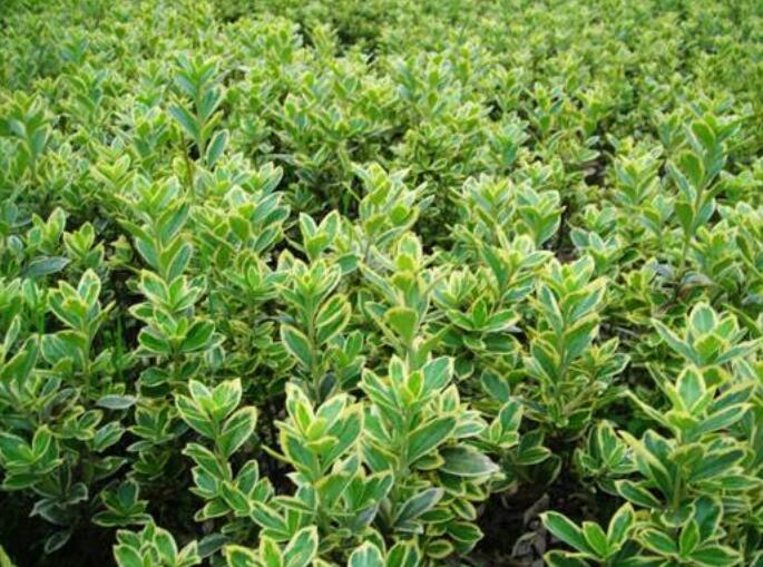 1648627312793429.jpg 1648627312793429.jpg