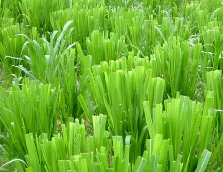 1649429303945867.jpg 1.jpg