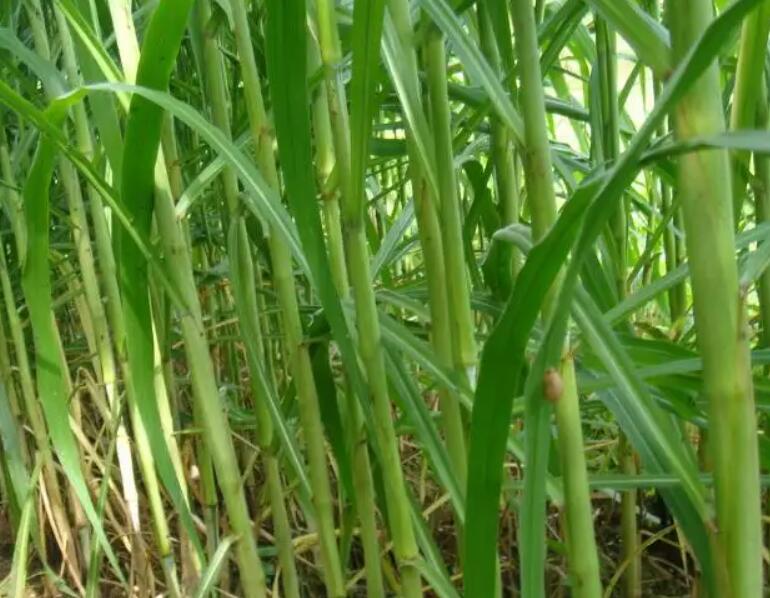 1649511168908633.jpg 3.jpg