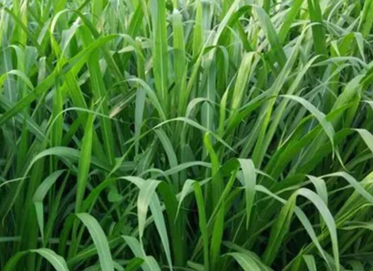 1649512337474564.jpg 1.jpg