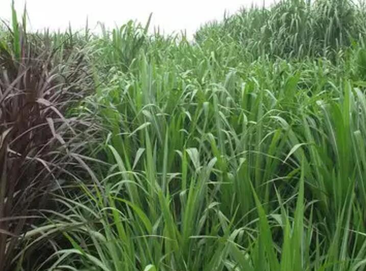 1649916277394531.jpg 2.jpg